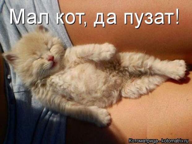 Новая котоматрица (30 фото)