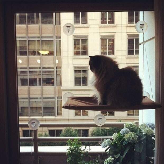 Кот на присосках Кот на присосках