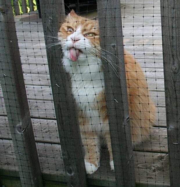 Котики