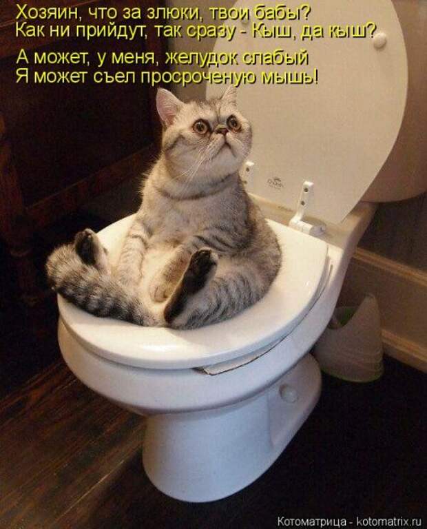 Свежая котоматрица (32 фото)