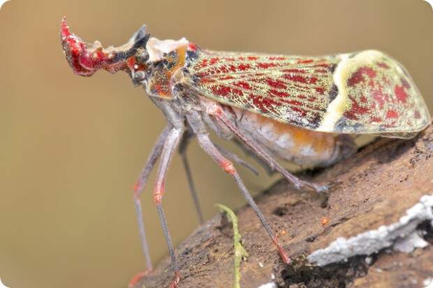 Драконоголовая фонарница Phrictus quinquepartitus