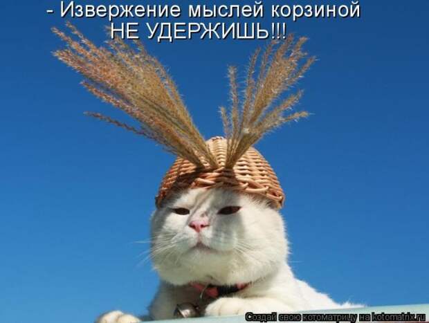 Лучшие котоматрицы недели (50 фото)