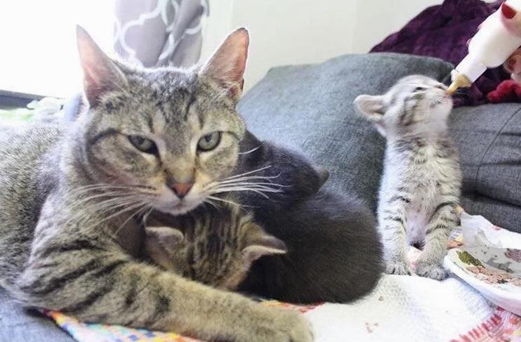 помощь кошке с котятами кошка с котятами