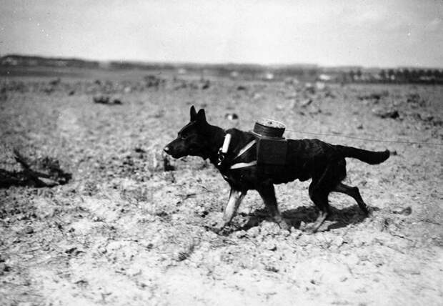 Собака с катушкой, помогающая для прокладки новой электролинии, 1917