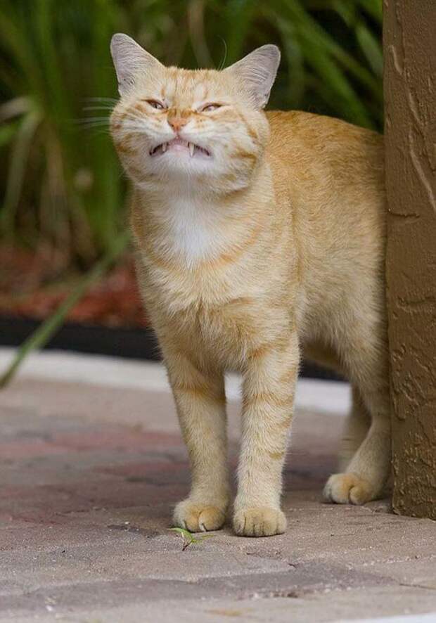 Животные, которые не были готовы к фотосессии позитив, юмор, фото, животные