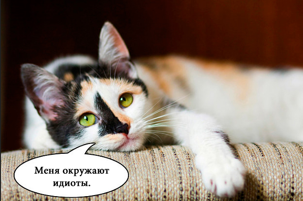 О чем на самом деле думают коты