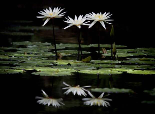 Все победители фотоконкурса «Focus on Nature 2014»