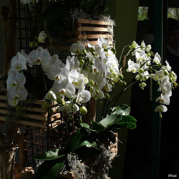 Орхидеи Койкенхофа