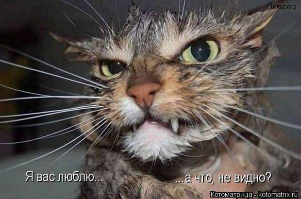 kotomatritsa_dj (700x464, 249Kb)