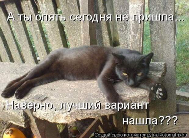 Новая котоматрица для всех (34 фото)