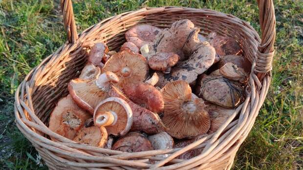 Жители Алтайского края похвалились "уловом" перед закрытием грибного сезона. Фото