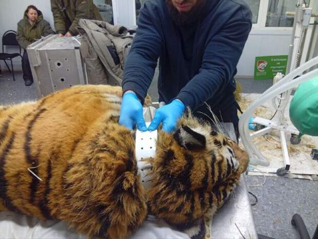 Двух тигров из Хасанского округа  Приморья вернули в дикую природу