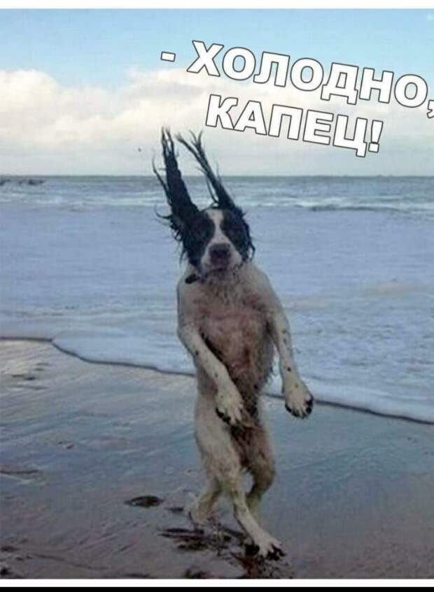 Возможно, это изображение (собака и текст)