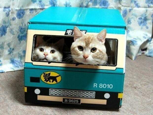 lolcats83 100 лучших фотографий кошек всех времен и народов