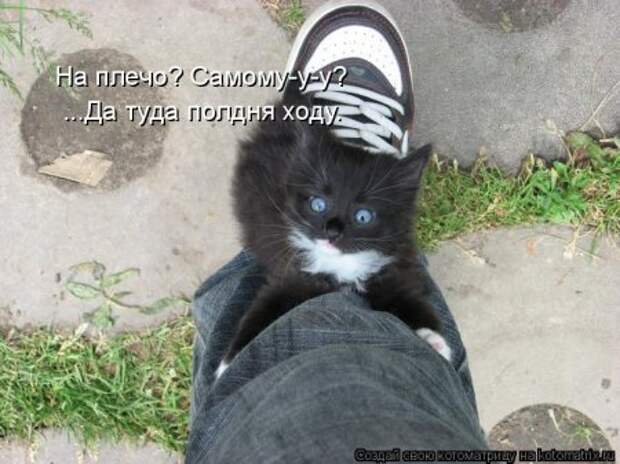Она приходит... котЭматрикс!