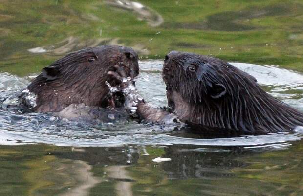 В семье московских бобров воцарился матриархат