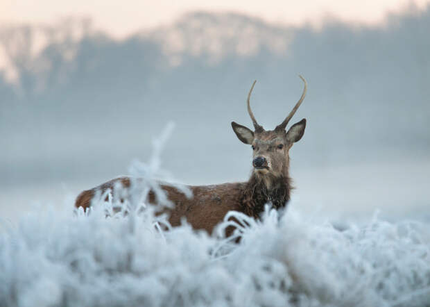 elk3