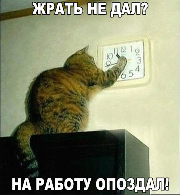 Смешные фото приколы и мемы с котами и кошками Смешные фото приколы и мемы с котами и кошками животные, коты, прикол, юмор