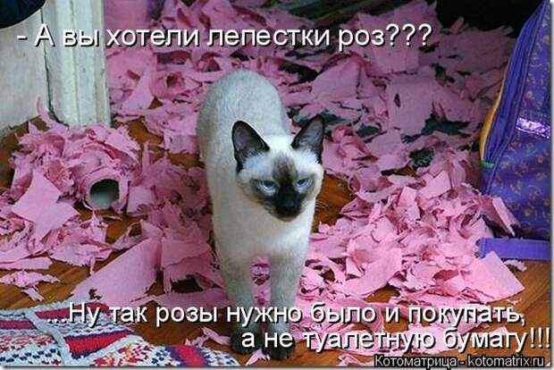 Лучшие котоматрицы недели (50 фото) Лучшие котоматрицы недели (50 фото)