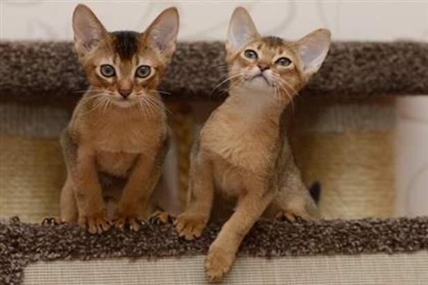 Abyssinian