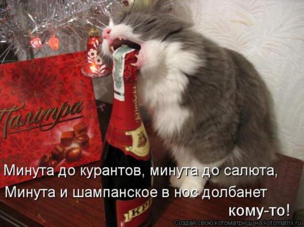 Котоматрицы(картинки с надписями)