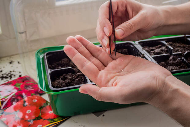 Цветок эустому призвали сажать в феврале для цветущего сада весной