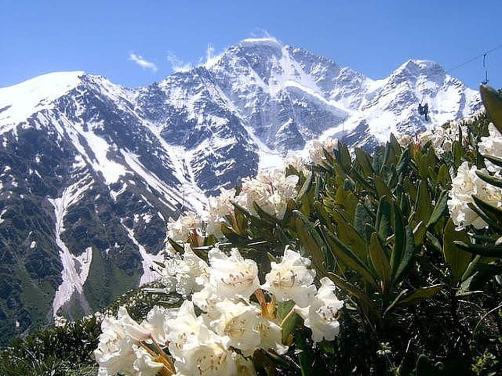 Белые цветы в горах
