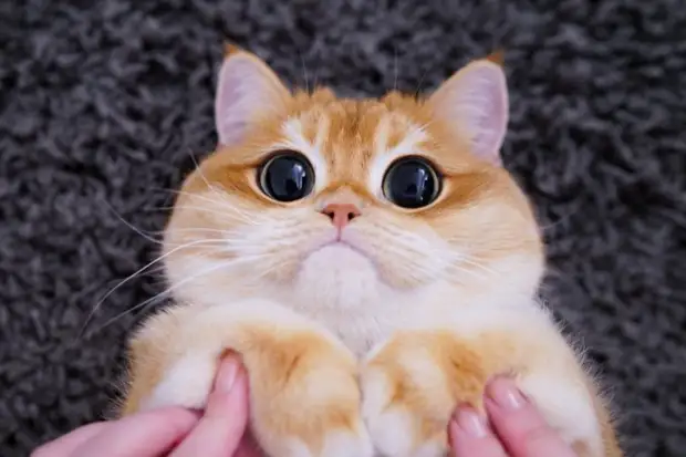 Котик с огромными глазищами из «Шрека» реально существует!
