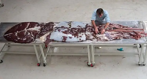 Мифологические существа, которые существовали в действительности