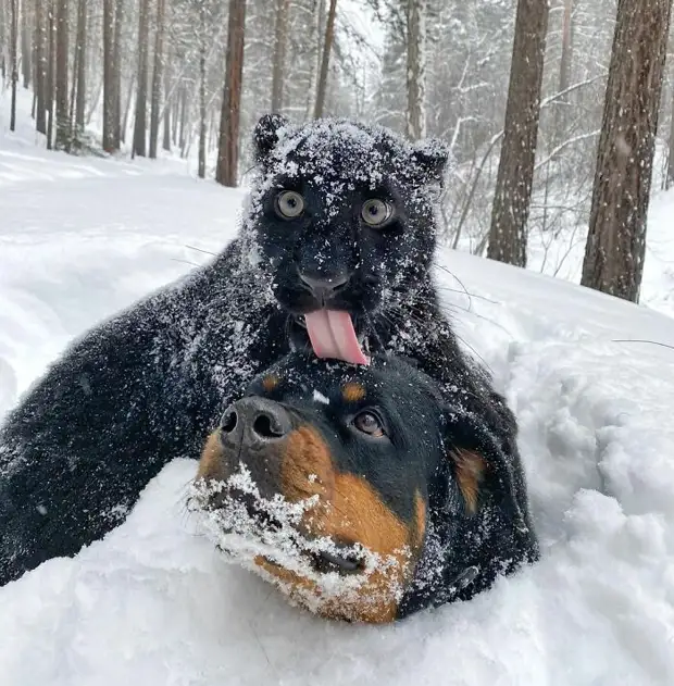 Пантера-сиротка подружилась с ротвейлером и научилась жить в снежной Сибири