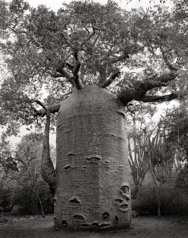 Женщина, в течение 14 лет фотографировала старые деревья со всего мира в мире, дерево, фото