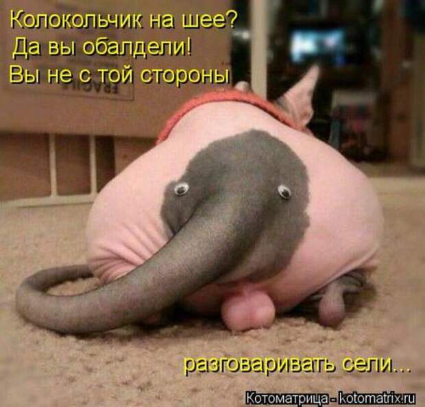 Котоматрицы(картинки с надписями)