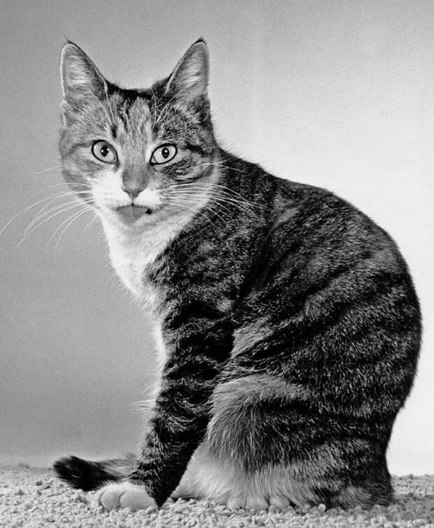 Уолтер Чандоха – человек, который 70 лет фотографировал кошек   29 1