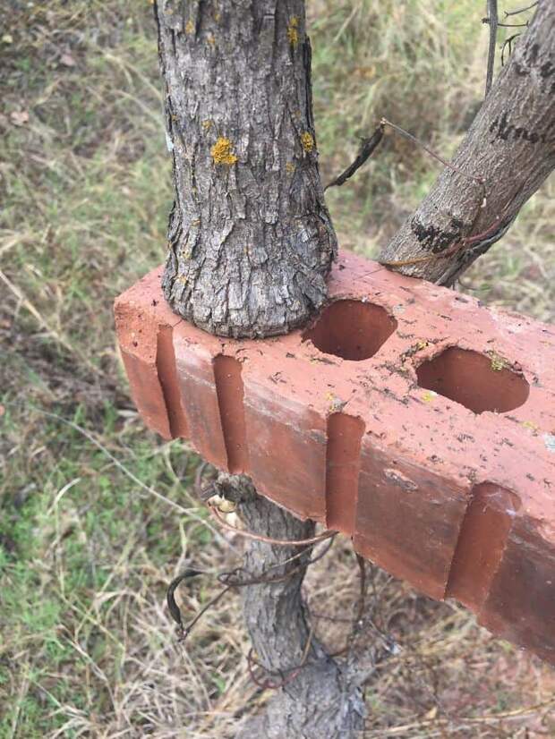 This Tree Grew Inside This Brick's Hole This Tree Grew Inside This Brick