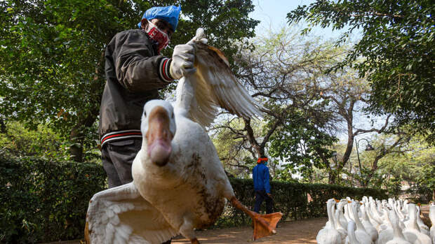 AFP: девочка из Австралии заразилась птичьим гриппом H5N1 в Индии