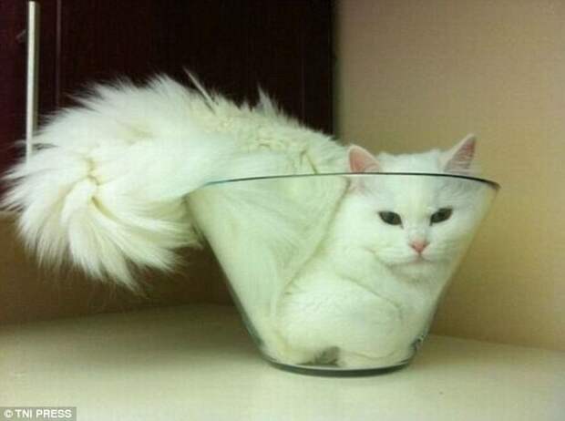 Кот, как вода, занимает весь доступный объем животные, коты, смешно, фото