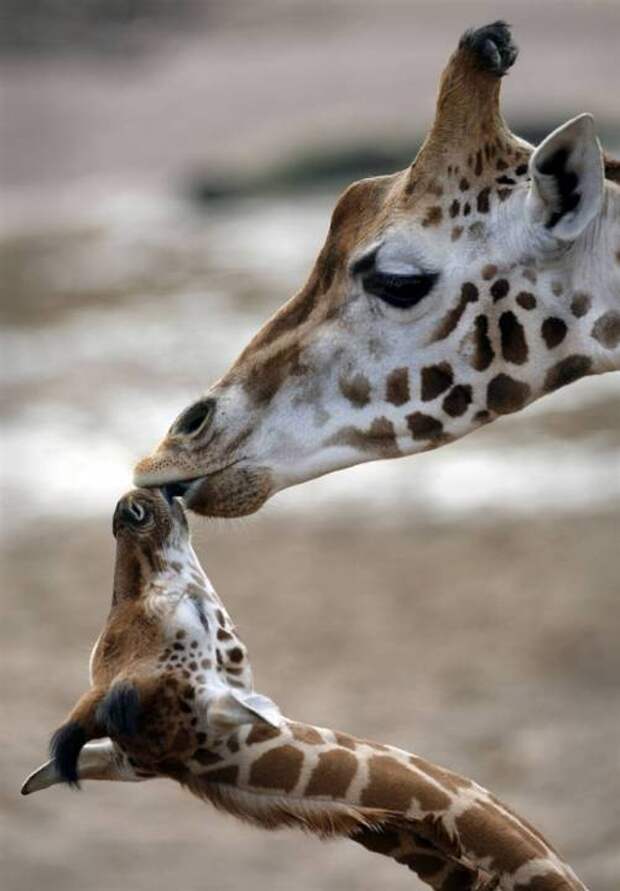 Мать и дитя в мире животных: жирафиха с жирафиком. Фото