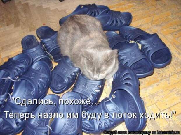 Котоматрицы(картинки с надписями)
