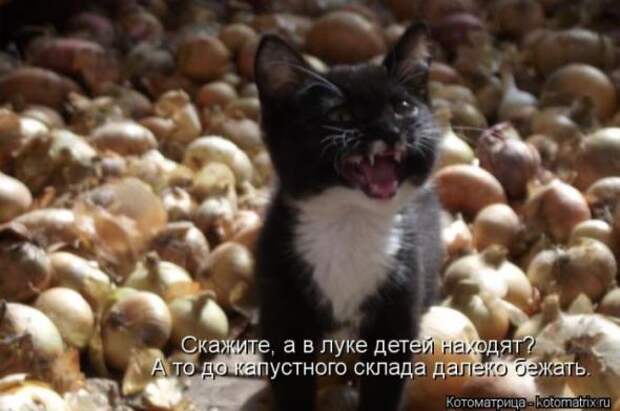 Котоматрицы(картинки с надписями)