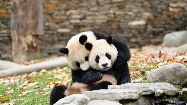 12+ видео самых смешных и милых панд со всех зоопарков мира — они расслабят вас за пару минут!