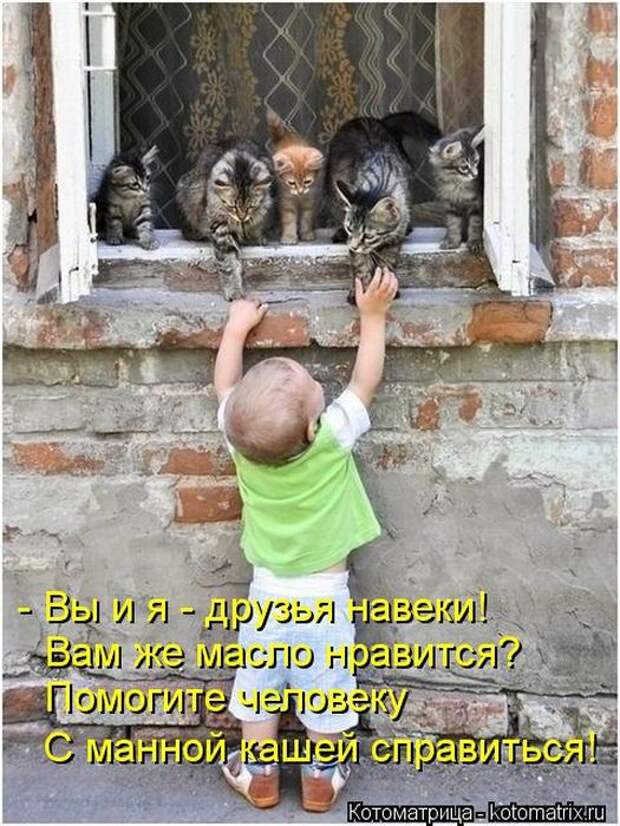 Котоматрицы(картинки с надписями)