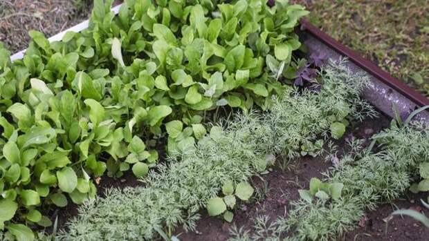 Чтобы не горчила и не уходила в стрелку: простой трюк при посадке руколы, который гарантирует нежный вкус