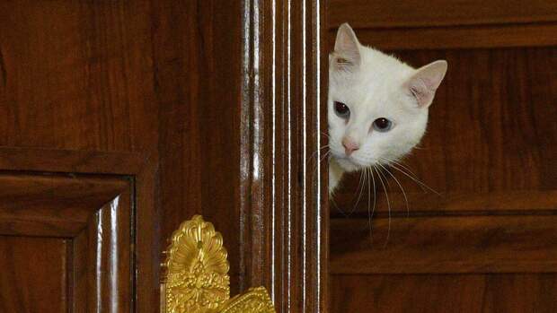Кота Ахилла пригласили стать оракулом финала ЛЧ в Санкт-Петербурге 