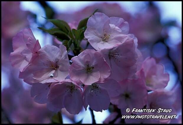 Hanami - время любования цветущей сакурой