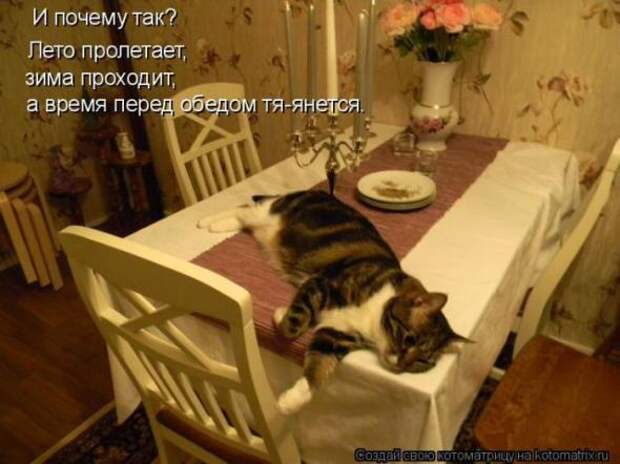 Котоматрицы(картинки с надписями)