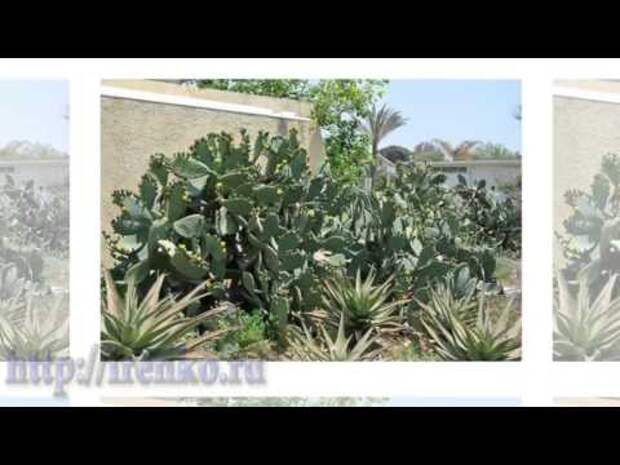 Кактусы в природе Израиля. (Cactuses)