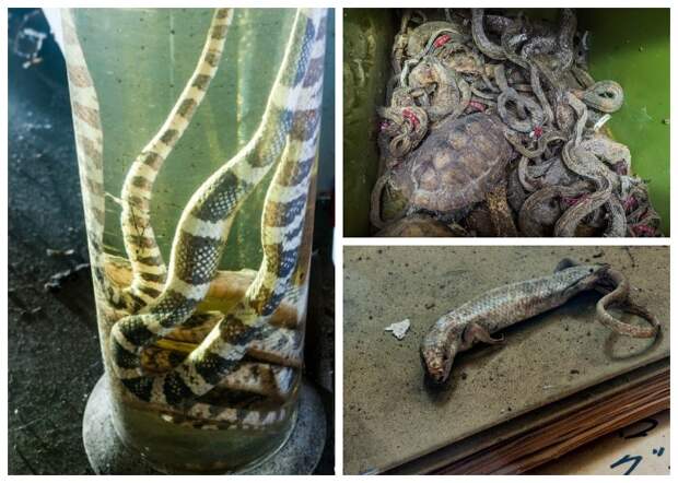 Вся лаборатория завалена трупами змей и другими пресмыкающимися (Запасник Научно-исследовательского института змей, Япония).