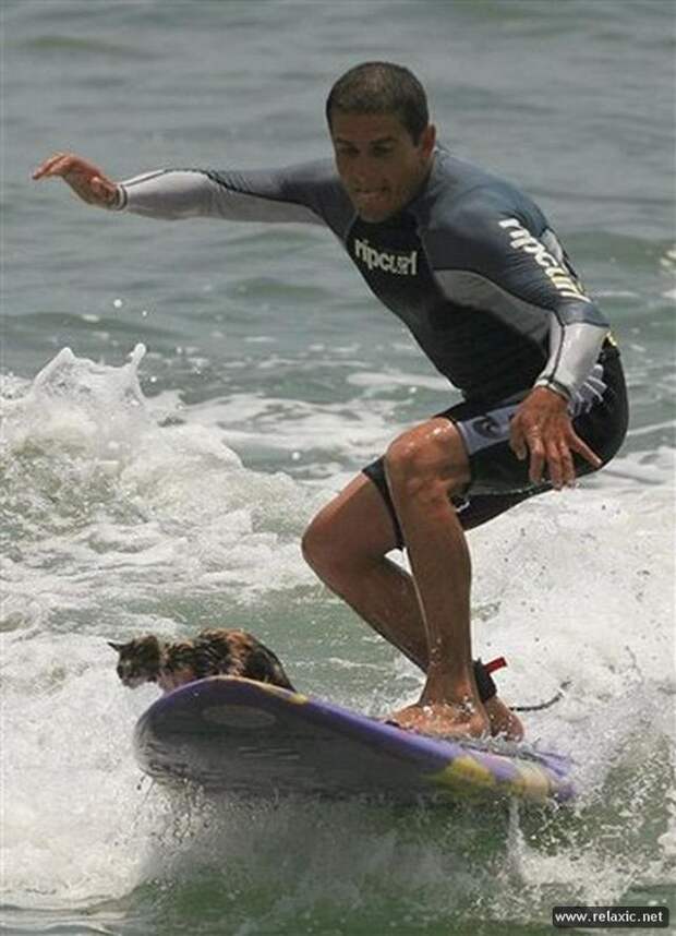Peru Surfing Cat