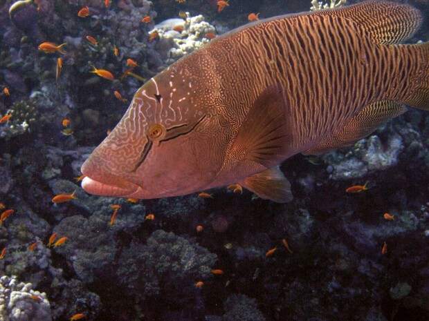 Рыба-наполеон (лат. Cheilinus undulatus) (англ. Napoleonfish)
