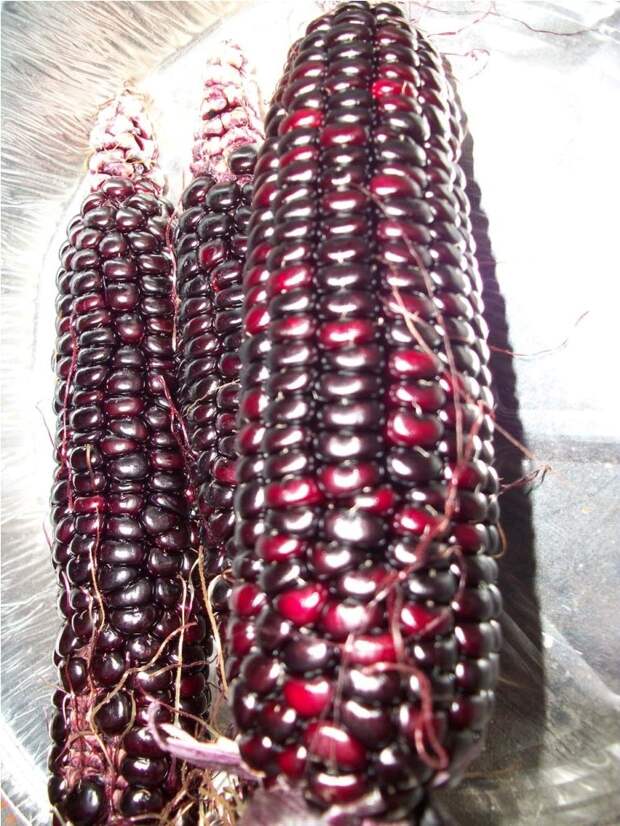 разновидность кукурузы хопи